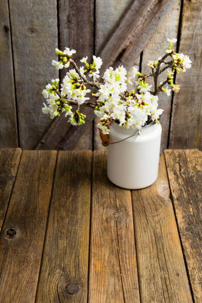 istock Cherry flowers at old milk canister 1213427879