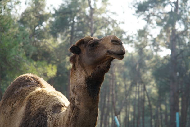 istock camel in the park 1213427881