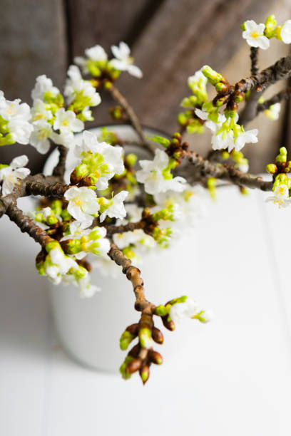 istock Cherry flowers at old milk canister 1213427916