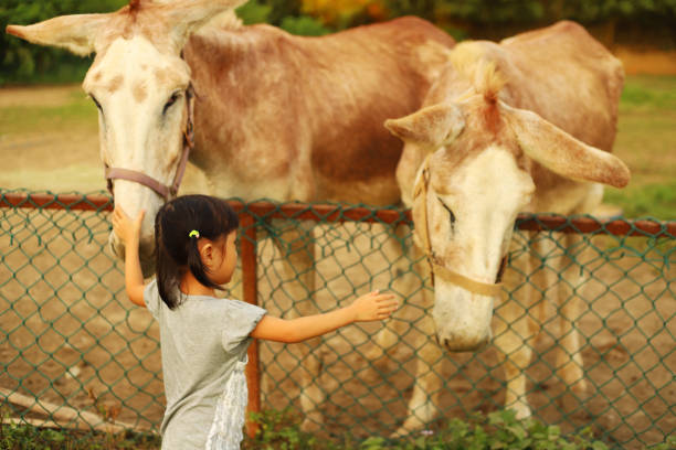 istock a girl playing and feeding animals. 1213428737