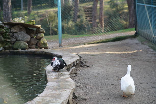 istock goose in the park 1213428790