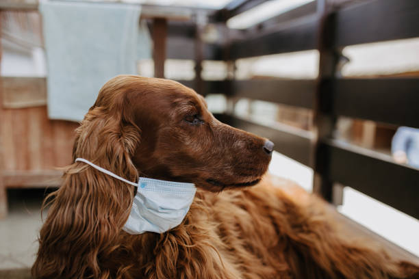 istock dog with a protective mask on his face 1213428810