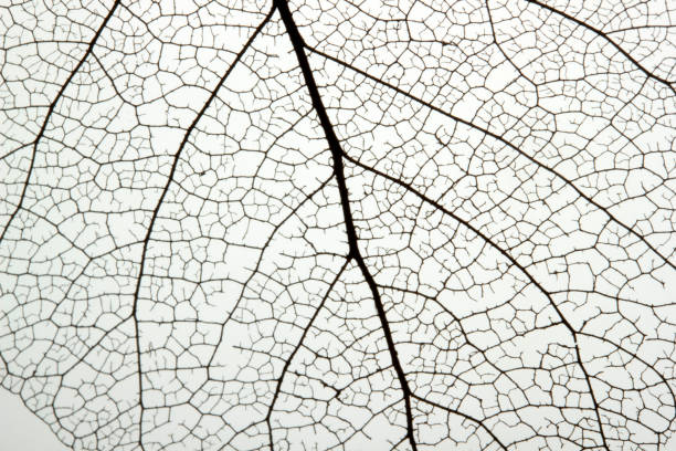 istock Macro shot of leaf vein skeleton. Abstract texture background. 1213428843
