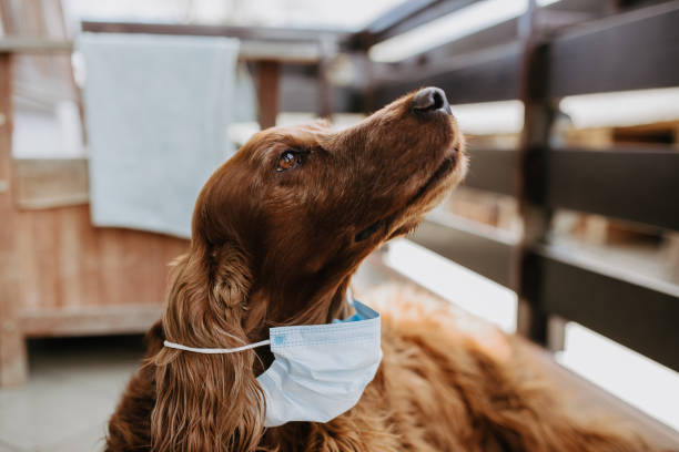 istock dog with a protective mask on his face 1213428884