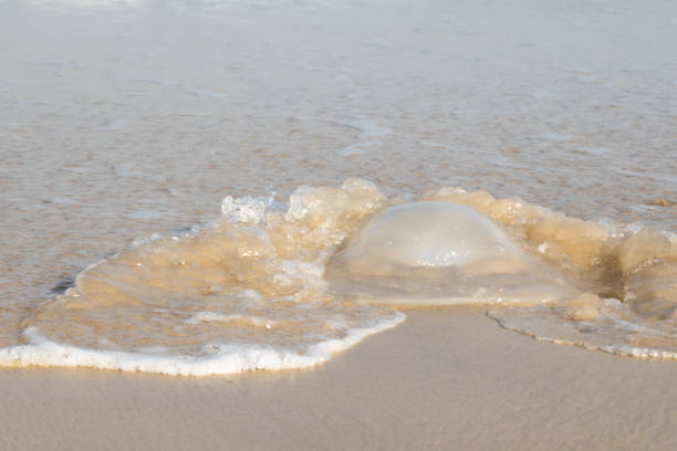 istock Dead jellyfish at the beach in Thailand 1213428928