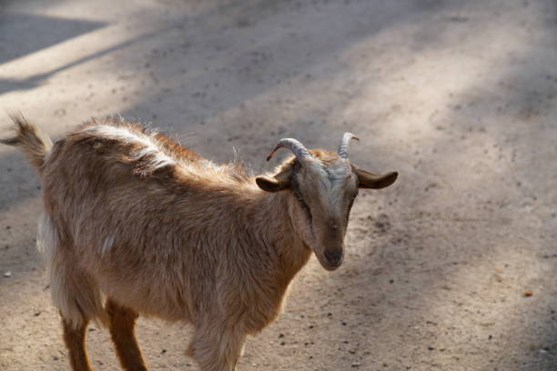istock goat in the park 1213429077