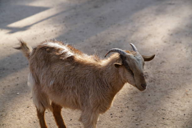 istock goat in the park 1213429457
