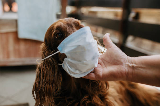 istock dog with a protective mask on his face 1213429460