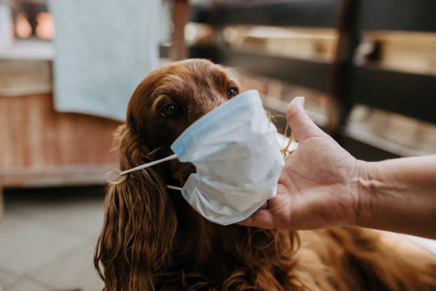istock dog with a protective mask on his face 1213429583