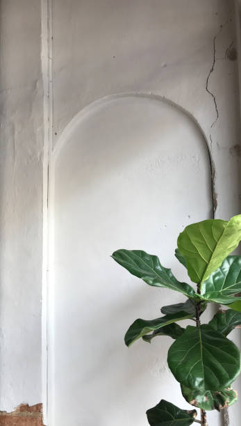 istock designed antique white cement wall and Fiddle-leaf fig tree 1213429598
