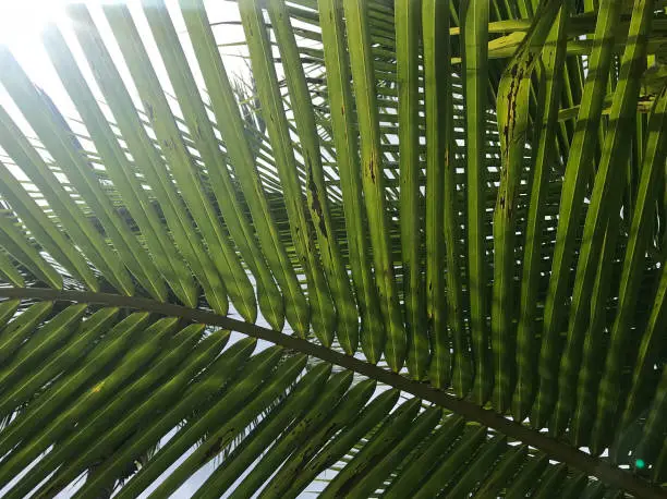 sunlight shines through unpretty green coconut-palm leaf stalk in summer day time, using as background