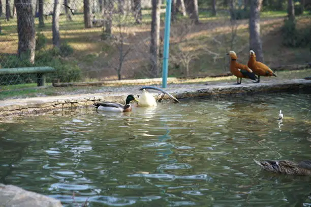 Photo of duck in the park