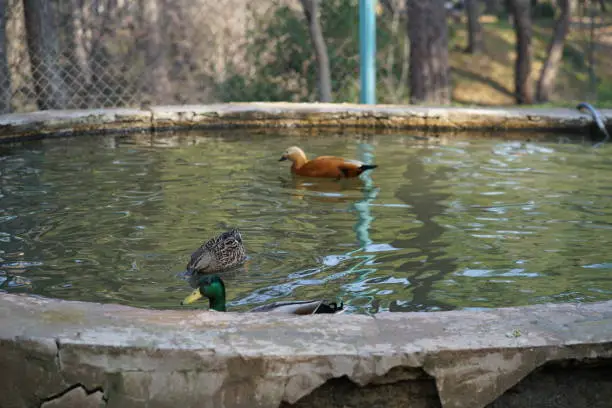 Photo of duck in the park
