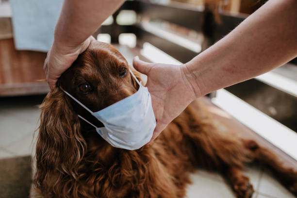 dog with a protective mask on his face