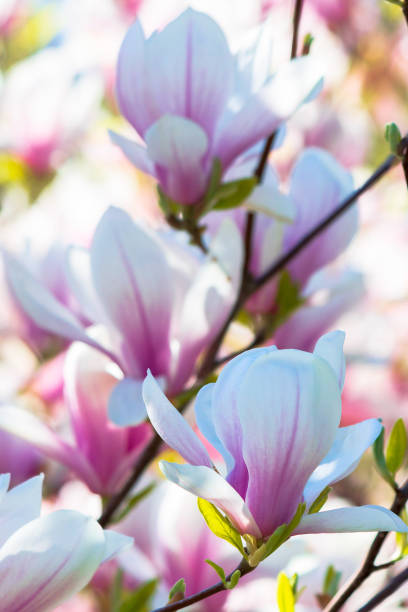 istock pink magnolia blossom background 1213429775