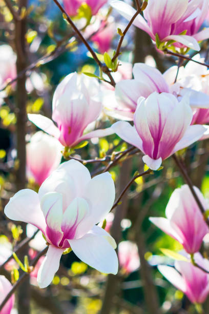 istock pink magnolia blossom background 1213429805
