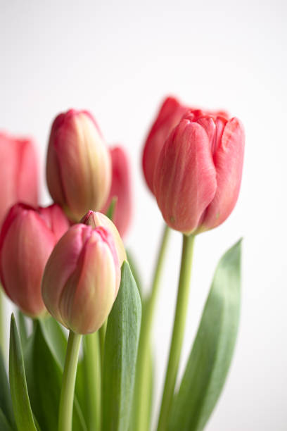 istock Pink tulip flower in bloom bouquet on a white background 1213430468