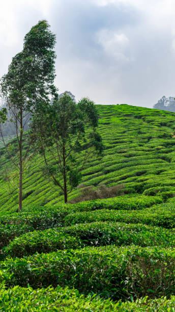 istock Cloudy tea plantation in Asia 1213430814