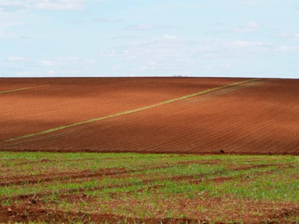 istock Atherton Tablelands Farm Landscape 1213430960
