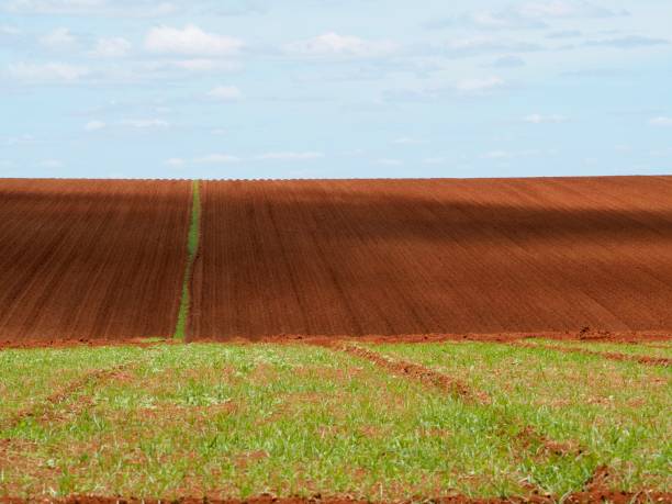 istock Atherton Tablelands Farm Landscape 1213430975