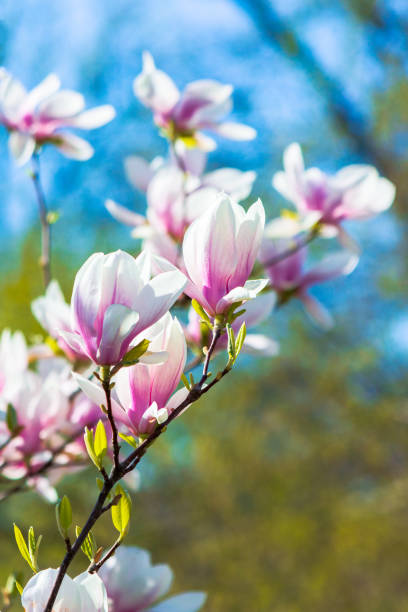 istock pink magnolia blossom background 1213431546