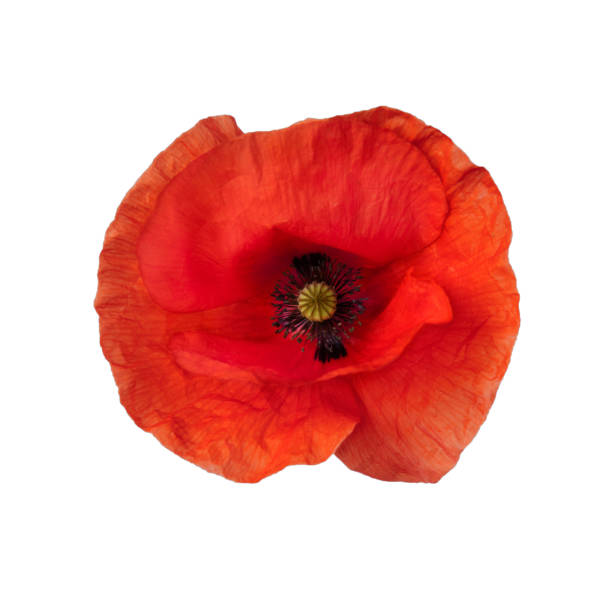 istock Bright red poppy flower isolated on white, top view. 1213431696