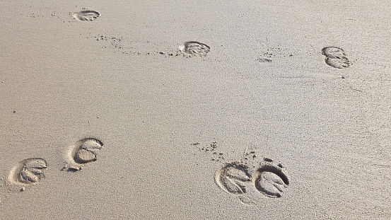 Prints of horse's hooves in sand