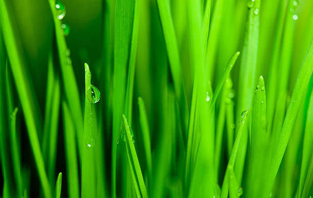 istock Droplets on blades of  wheat grass 121343188