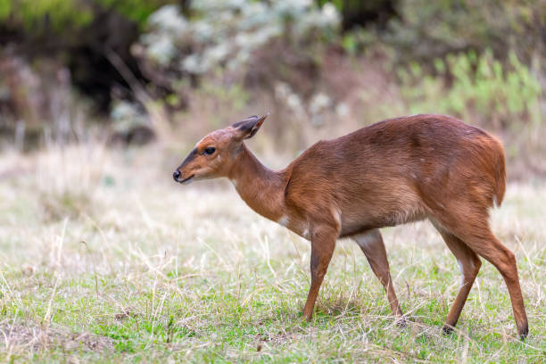 istock endemic Mountain Nyala in ale mountains Ethiopia 1213431959