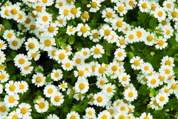 istock Top view of bright chamomile flowers. Chamomile background. 1213433587