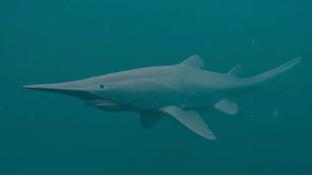 3D rendered deep sea Goblin Shark