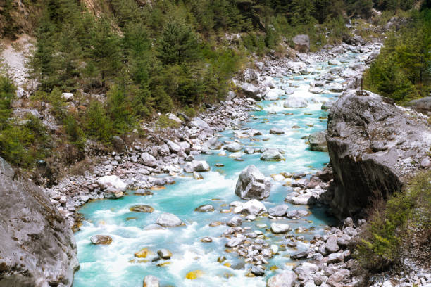 beautiful mountain river in himalayas. nepal - tree stream forest woods imagens e fotografias de stock