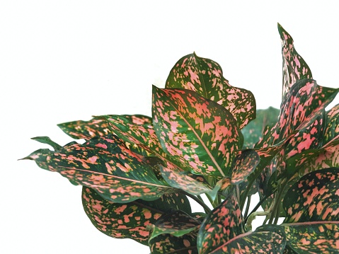 Polka Dot Plant.Aglaonema sp. in a potted\nisolated on white background with copy space.Houseplant indoor ornamental