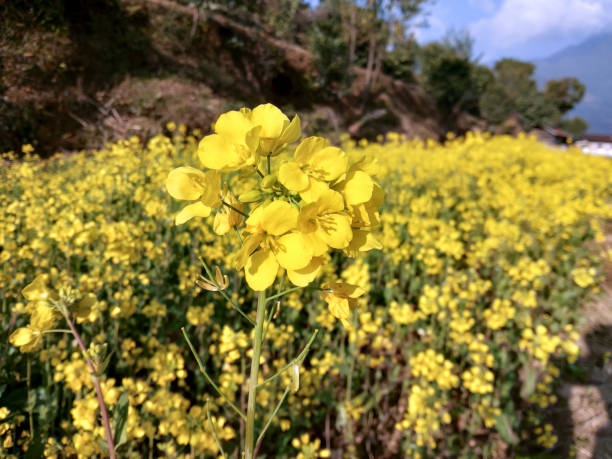 gelber senf auf der pflanze auf dem feld - mustard plant mustard field clear sky sky stock-fotos und bilder