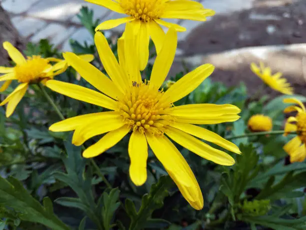 Outdoor view of single Euryops pectinatus shrub, also called grey-leaved euryops, in the family Asteraceae. Pattern of yellow, daisy-like composite flowers with silvery green, hairy leaves. Natural picture.