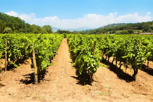 Beautiful Vineyard in France, Provence. Horizontal shot.