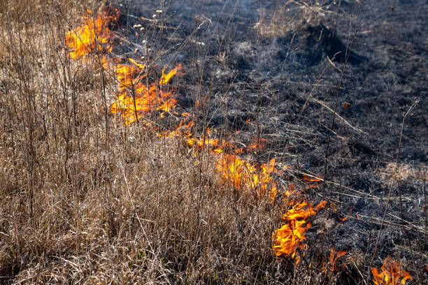 istock Dry grass fire in the steppe. Burning dry grass in the spring. 1213434849
