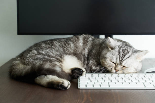 istock Keep calm and stay home concept. Fluffy cat sleeps on desktop next to computer. 1213434927