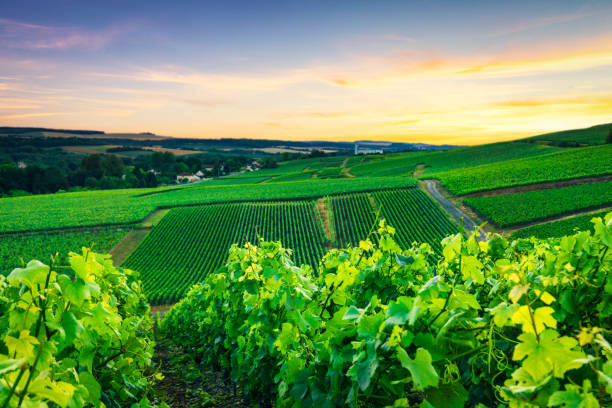 istock Row vine grape in champagne vineyards at montagne de reims 1213435332