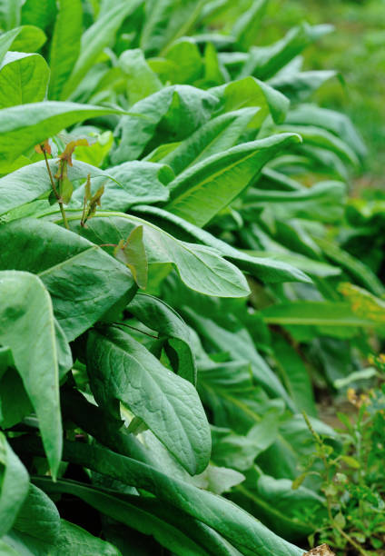 istock Green leaf lettuce in growth at vegetable garden 1213439006