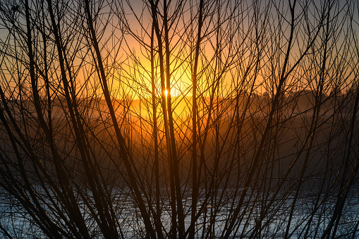 Winter sunrise behind a bare tree in rural England
