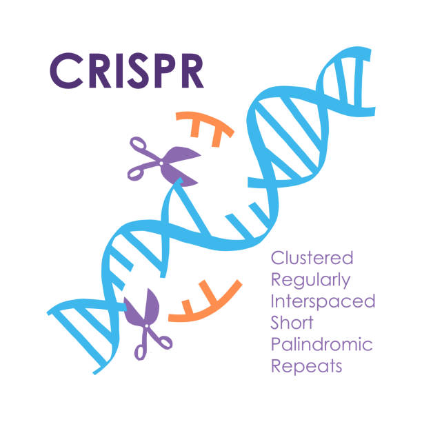 ÐÐ»Ñ ÐÐ½ÑÐµÑÐ½ÐµÑÐ° Crispr innovation and technology future banner. Clustered regulary interspaced short palindromic repeats. Innovations designed for amazing performance. CRISPR genome editing process. crispr stock illustrations
