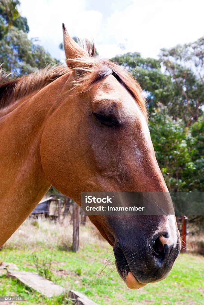 retrato de cavalo Appaloosa na exploração - Royalty-free Animal Foto de stock