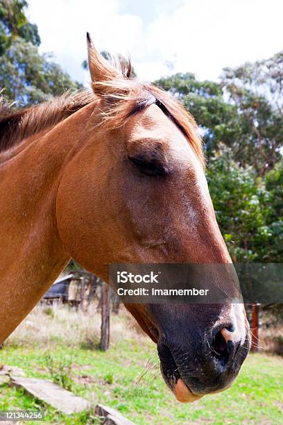Retrato De Cavalo Appaloosa Na Exploração - Fotografias de stock e mais imagens de Animal - Animal, Animal Doméstico, Ao Ar Livre
