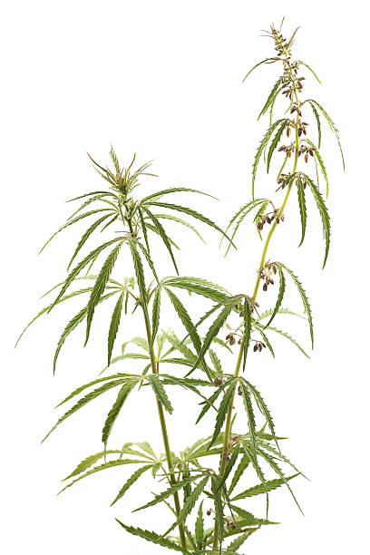 istock Cannabis, marijuana, plants on a white background 121344453