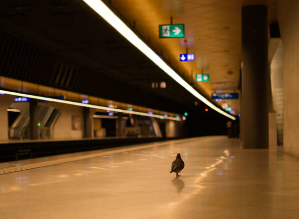 Pigeon in empty swiss train station due to Coronavirus / COVID-19 lockdown Picture taken in Switzerland during the lockdown. It makes travelling empty. Empty trains and train station. zurich train station stock pictures, royalty-free photos & images