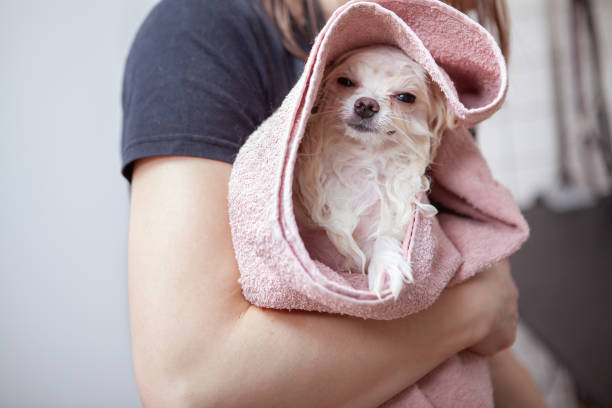 istock Cute small dog at grooming salon 1213447351