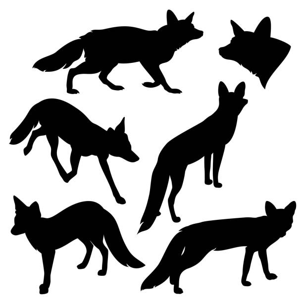wild red fox black vector silhouette set isolated on white set of detailed red fox silhouettes - running and standing animal black and white vector outline design fox stock illustrations