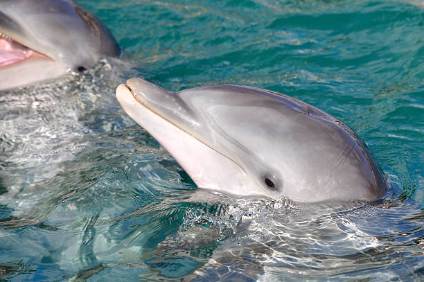 istock Bottle Nose Dolphins playing in the Water 121345164