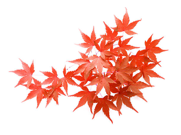 추절 잎은 단풍 나무 - japanese maple maple leaf leaf maple tree 뉴스 사진 이미지